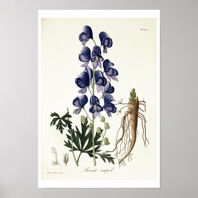 Aconitum Napellus from 'Phytographie Medicale' by Poster (Front)