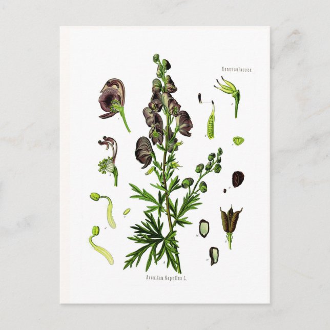 Aconitum napellus(Monkshood) Postcard (Front)