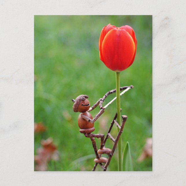 Acorn elf as tulip gardener spring postcard (Front)