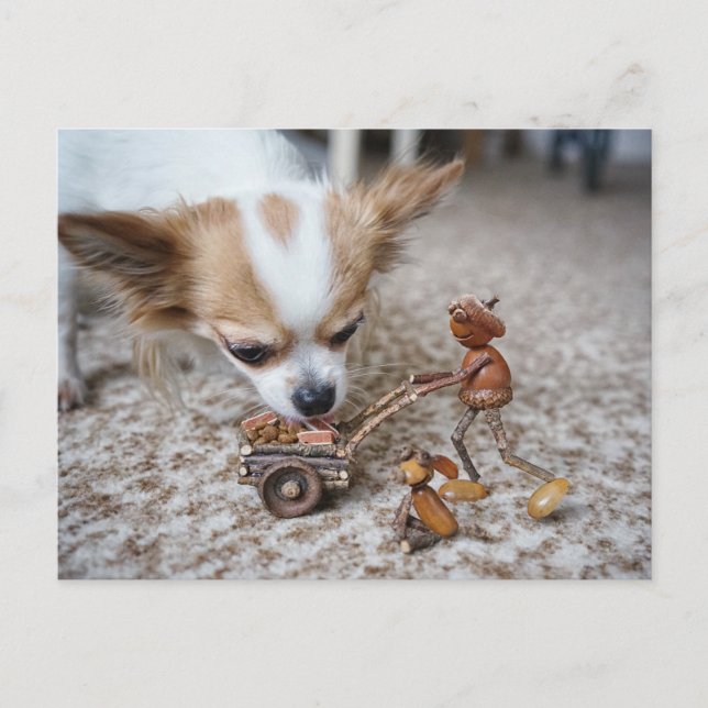 Acorn elf feeding chihuahua postcard (Front)