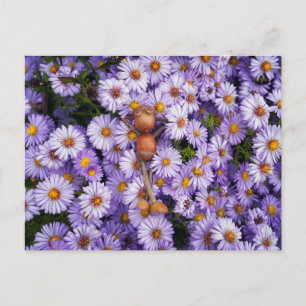 Acorn elf in the flowers postcard