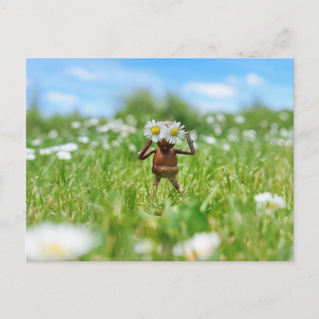 Acorn elf in the meadow with daisies - funny  postcard (Front)