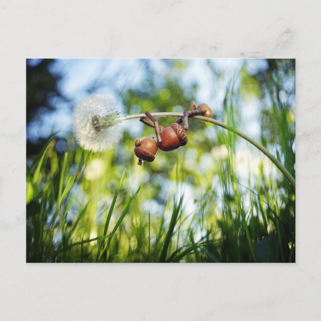 Acorn elf on the dandelion postcard (Front)