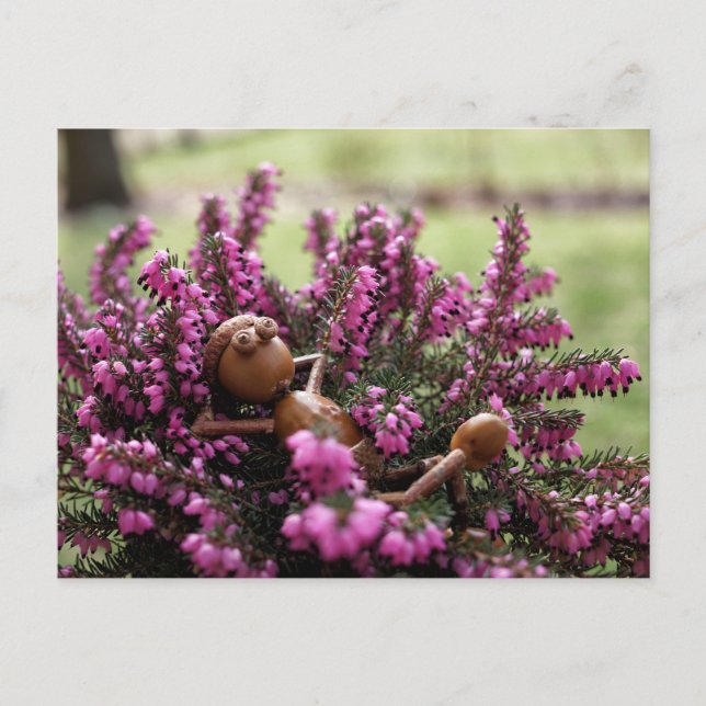 Acorn elf on the heath garden postcard (Front)