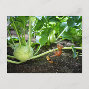 Acorn elf spring gardener postcard