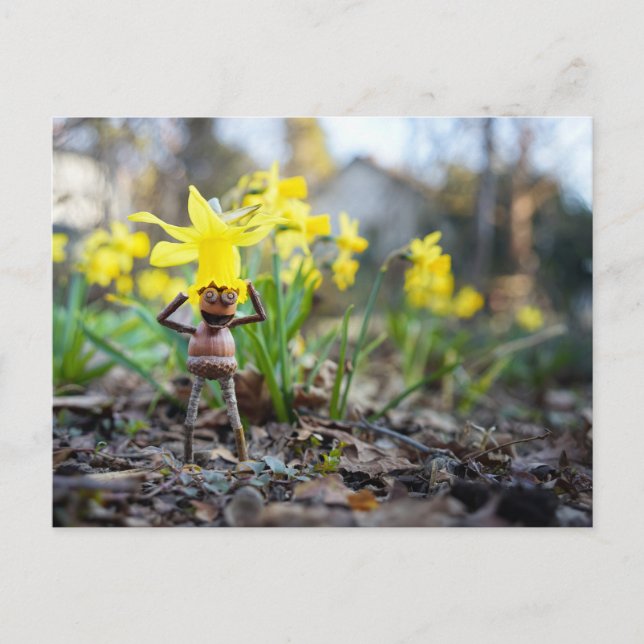 Acorn elf with daffodil flower spring postcard (Front)