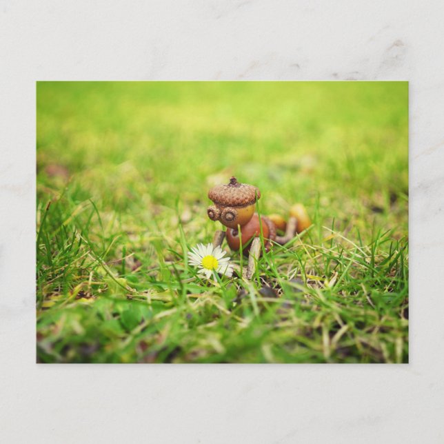 Acorn elf with daisy flower spring postcard (Front)
