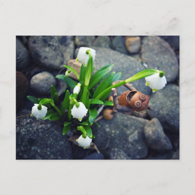 Acorn elf with snowflake flower spring postcard (Front)