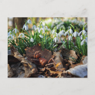 Acorn elf with spring snowdrops flowers postcard