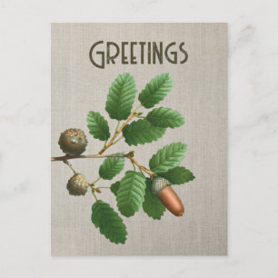 Acorn Oak Leaves Postcard