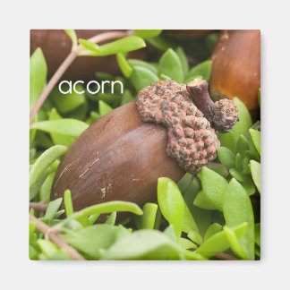 Acorn Réfrigérateur Magnet