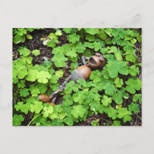 Acorn relaxing in four-leaf clovers. St. Patrick's Postcard