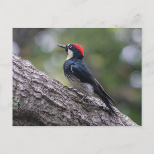 Acorn Woodpecker Postcard   Woodland Bird Art