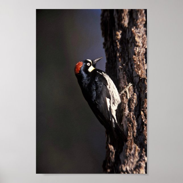 Acorn Woodpecker Poster (Front)