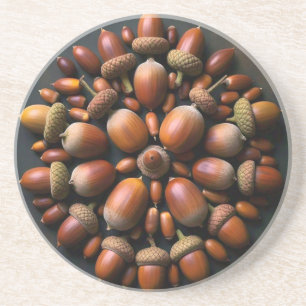Acorns coaster