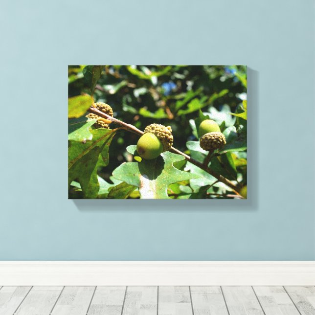Acorns growing on a oak tree canvas print (Insitu(Wood Floor))