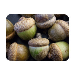Acorns Magnet