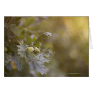Acorns on oak tree.