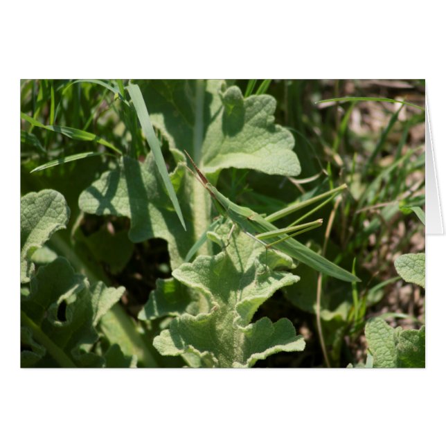 acrida (Front Horizontal)