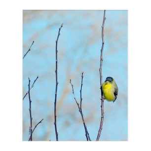 Acrylic Art - Perching Finch