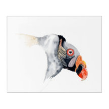 Acrylic print, portrait of a King Vulture