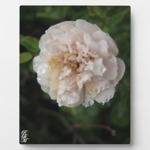 Acrylic Wall Art Plaque