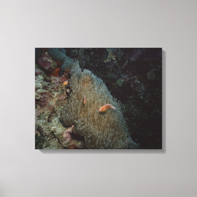Actinia Canvas Print (Front)