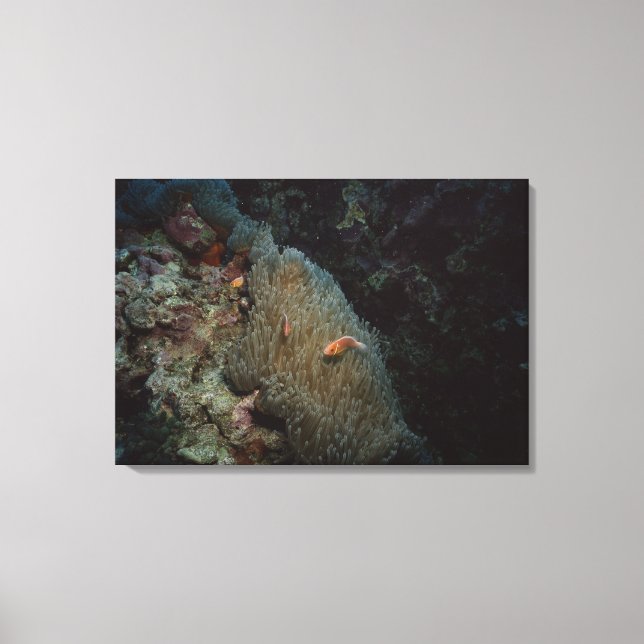 Actinia Canvas Print (Front)