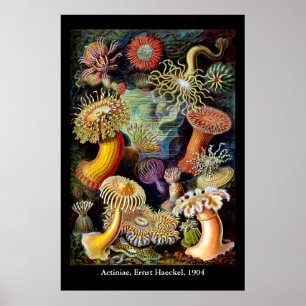 Actiniae par Ernst Haeckel Affiche