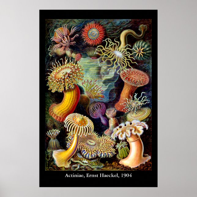 Actiniae par Ernst Haeckel Poster (Devant)