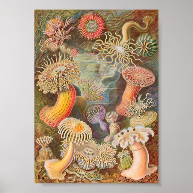 Actiniae Sea Anemones (Ernst Haeckel) Poster (Front)