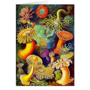 Actinies d'Ernst Haeckel