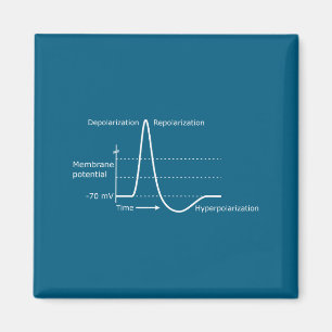 Action Potential Neuroscience Neurotransmitter Neu Magnet