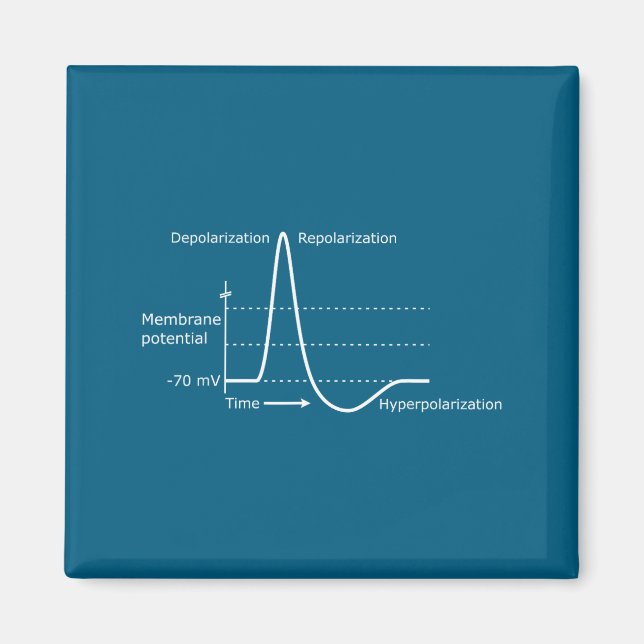 Action Potential Neuroscience Neurotransmitter Neu Magnet (Front)