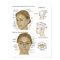Acupuncture Reflexology Face & Head Microsystems