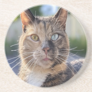 Add Cat Photo Customize Coaster