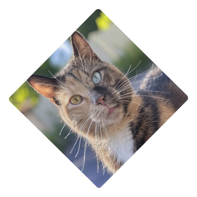 Add Cat Photo Customize Graduation Cap Topper (Front)