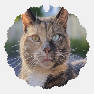 Add Cat Photo Customize Ornament Card
