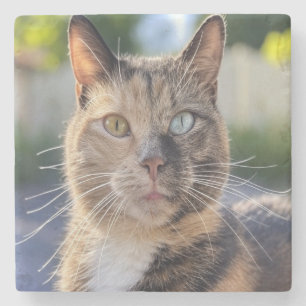 Add Cat Photo Customize Stone Coaster