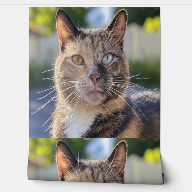 Add Cat Photo Customize Wallpaper (Unrolling)