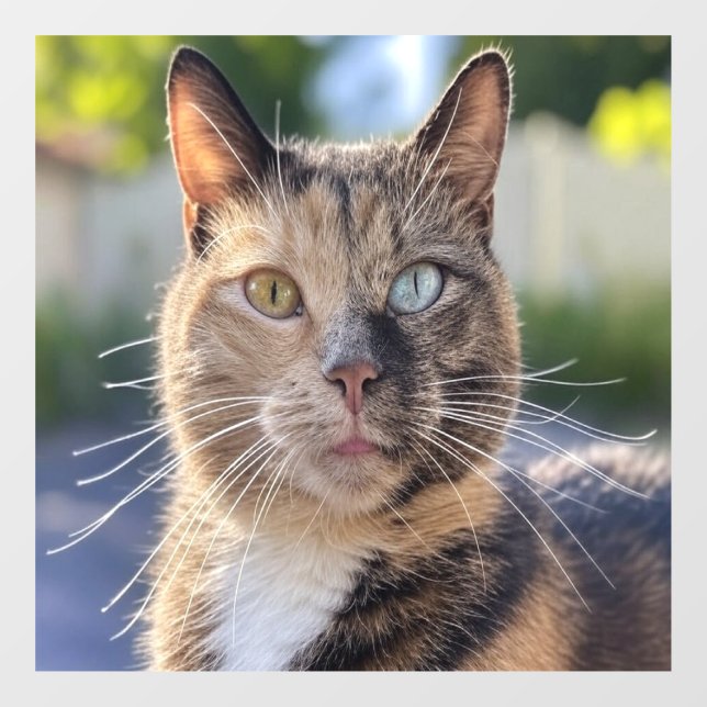 Add Cat Photo Customize Window Cling (Sheet)