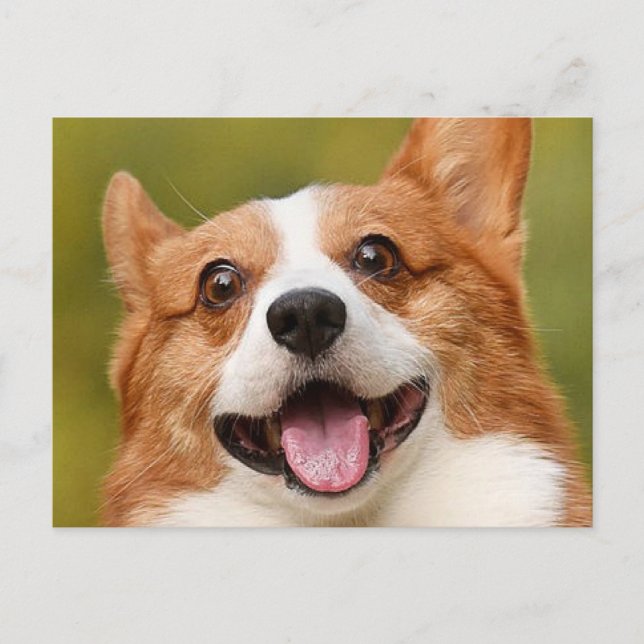 Add Dog Photo Personalized Customized Postcard (Front)