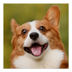 Add Dog Photo Personalized Customized Poster