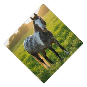Add Horse Photo Customize Graduation Cap Topper