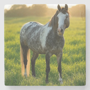 Add Horse Photo Customize Stone Coaster