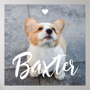 Add Pet Photo and White Script Name Heart Poster