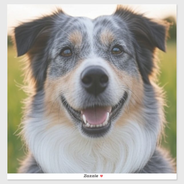 Add Pet Photo Customize (Sheet)