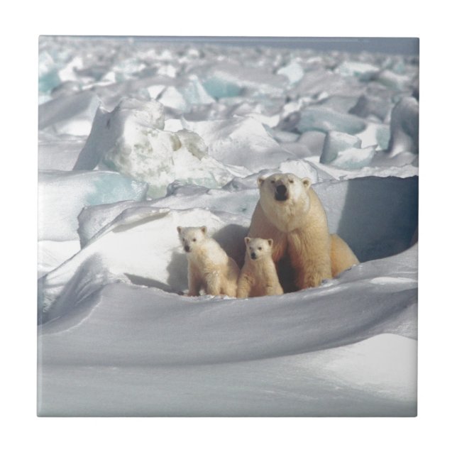 Add SLOGAN to Save Arctic Polar Bears Planet Ice Tile (Front)