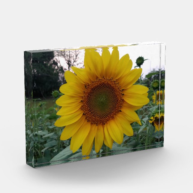 Add Sunshine with This Bold Sunflower Photo Block (Left)