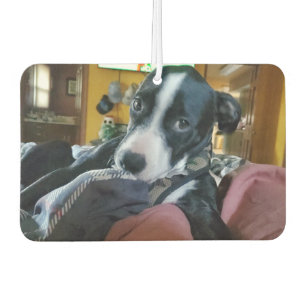 Add Your Favourite Puppy Photos to these  Air Freshener
